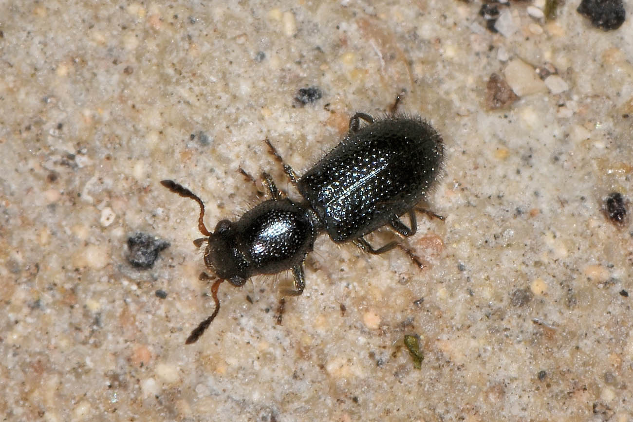 Cleridae: Korynetes pusillus? S.